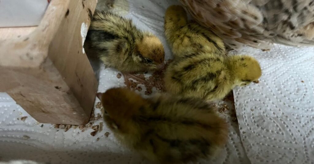 4 winzige Küken