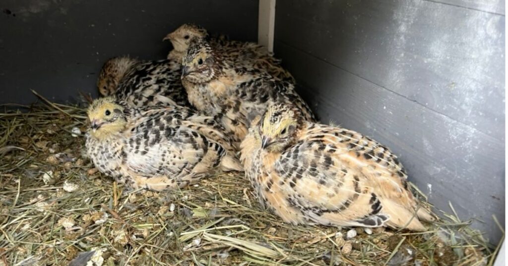 4 Wachtelküken und die Glucke