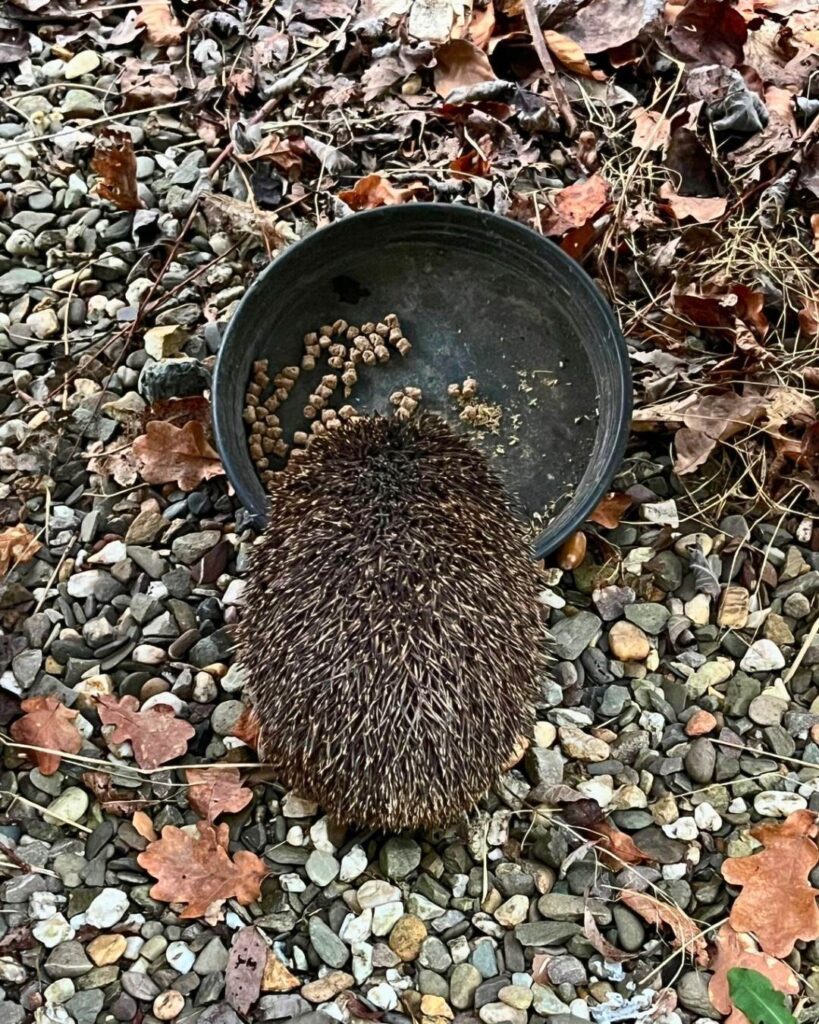 Der Igel im Garten